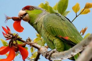 Parrot koroela Parrot koroela